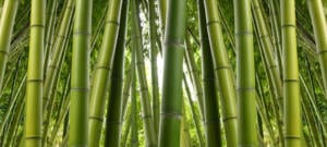 Bambusstämme zur Herstellung von Viskosefasern